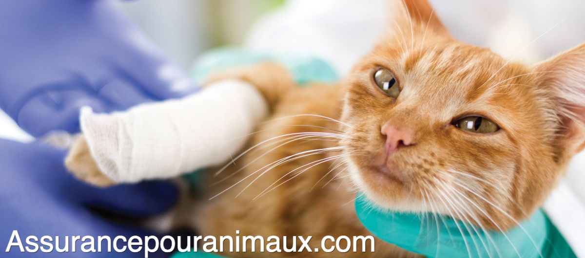 assurancepouranimaux.com